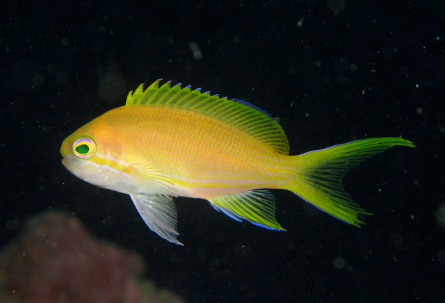 Pseudanthias pleurotaenia側帶擬花鮨