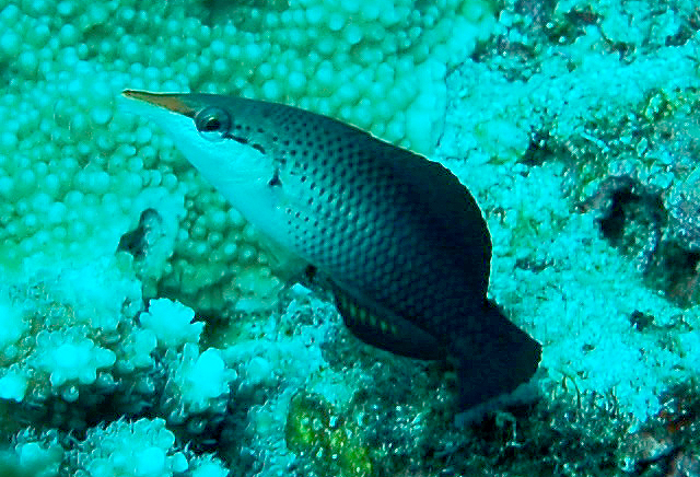 Gomphosus varius 雜色尖嘴魚