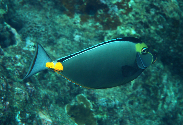 Naso lituratus  黑背鼻魚