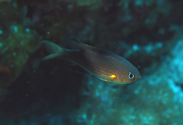 Chromis vanderbilti 凡氏光鰓雀鯛