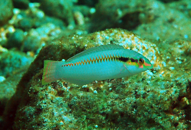 Halichoeres scapularis頸帶海豬魚