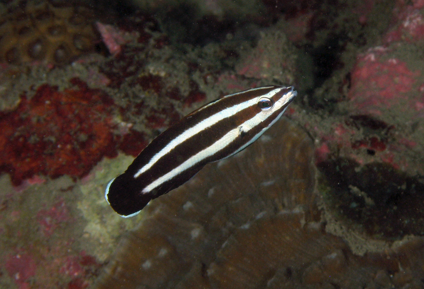 Labropsis manabei曼氏褶唇魚