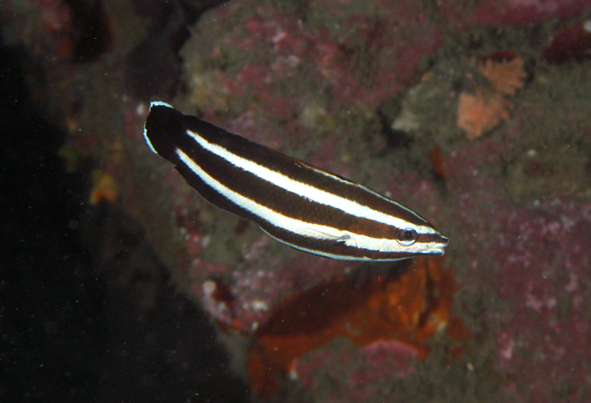 Labropsis manabei曼氏褶唇魚