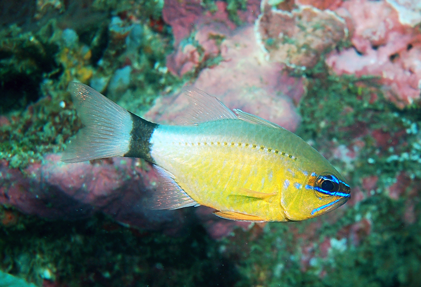 Ostorhinchus aureus環尾鸚天竺鯛