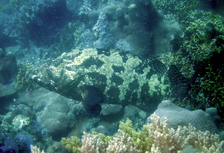 Epinephelus fuscoguttatus棕點石斑魚