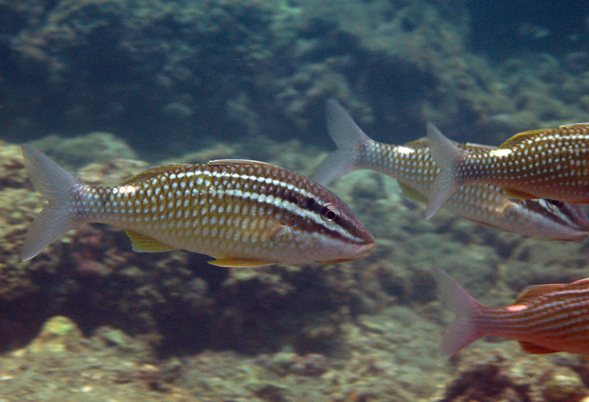 Parupeneus ciliatus短鬚海緋鯉