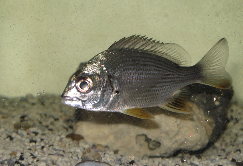 Acanthopagrus latus黃鰭棘鯛