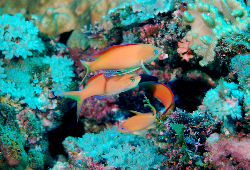 Pseudanthias dispar刺蓋擬花鱸