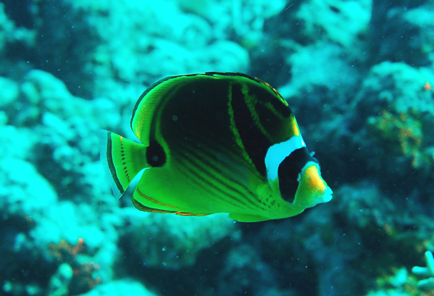 Chaetodon lunula月斑蝴蝶魚