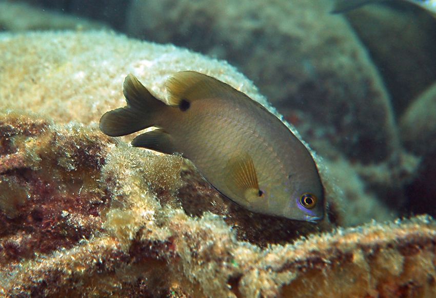 Stegastes nigricans黑高身雀鯛