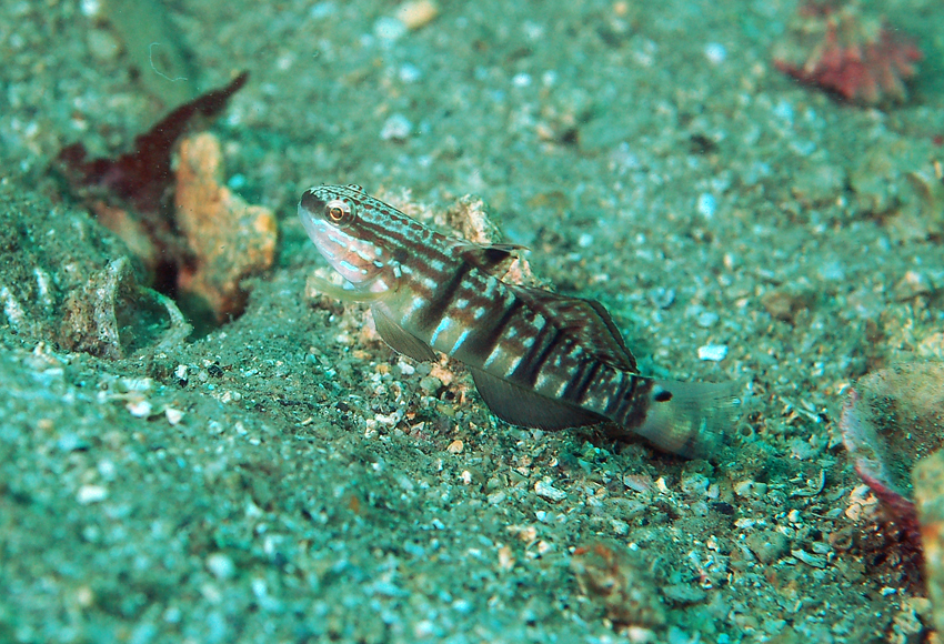 Amblygobius phalaena尾斑鈍鰕虎