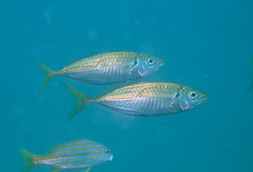 Trachurus japonicus日本竹筴魚