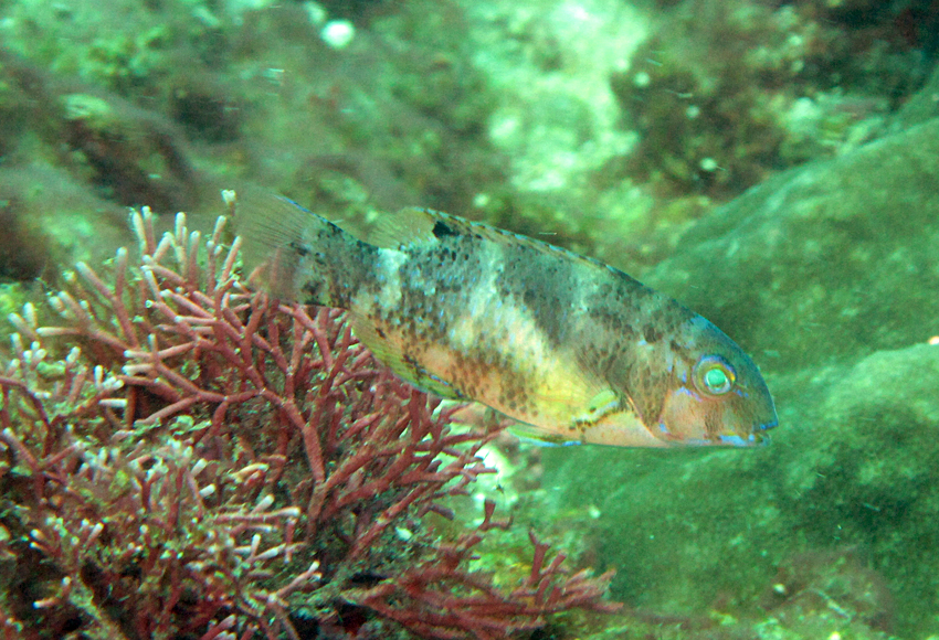Choerodon azurio 藍豬齒魚