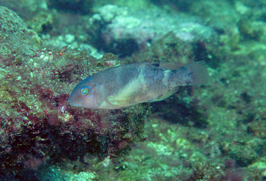 Choerodon azurio 藍豬齒魚