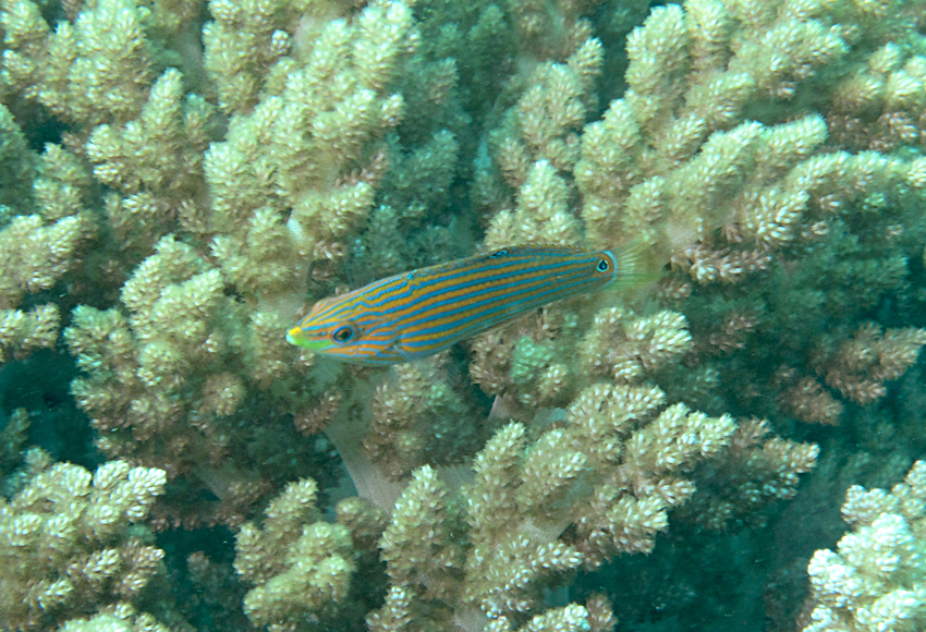 Halichoeres melanurus黑尾海豬魚