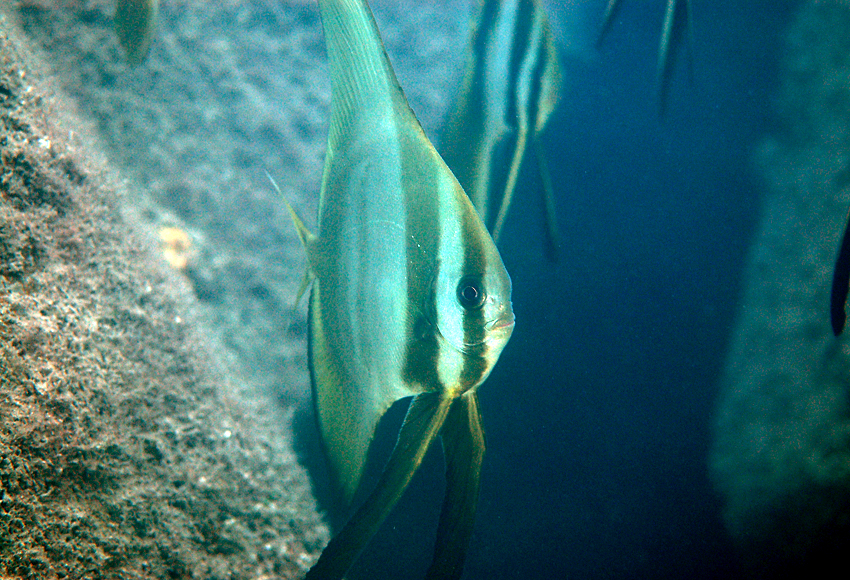 Platax orbicularis圓眼燕魚