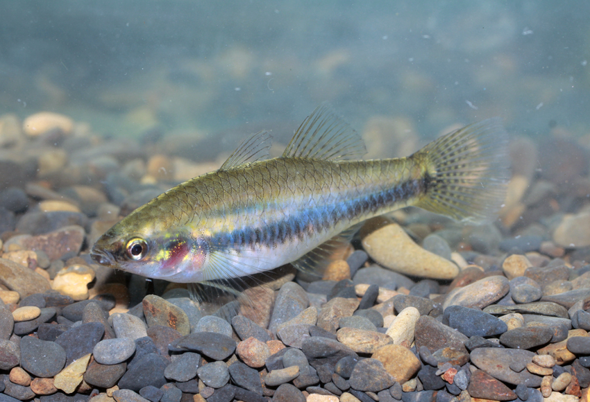 Hypseleotris cyprinoides似鯉黃黝魚