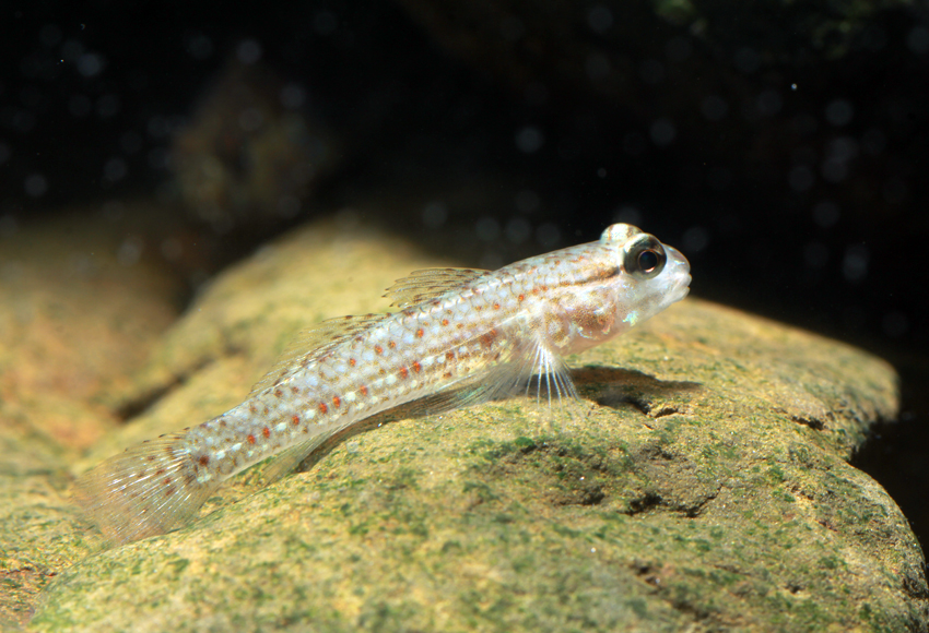 Istigobius campbelli康培氏銜鰕虎