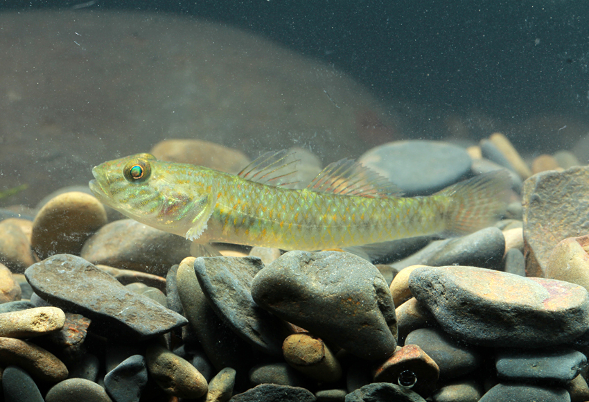 rhinogobius giurinus