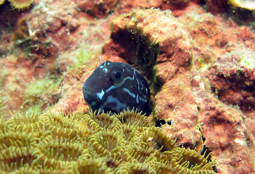 Ecsenius bicolor二色無鬚鳚