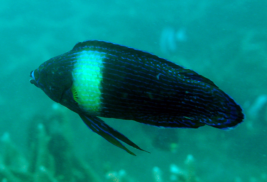 Labrichthys unilineatus單線突唇魚