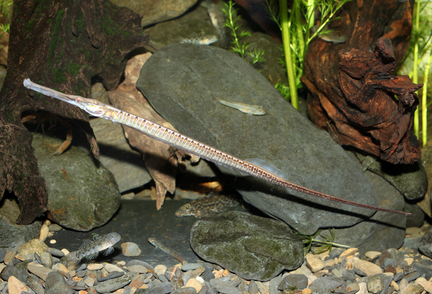 doryichthys boaja 宝珈枪吻海龙