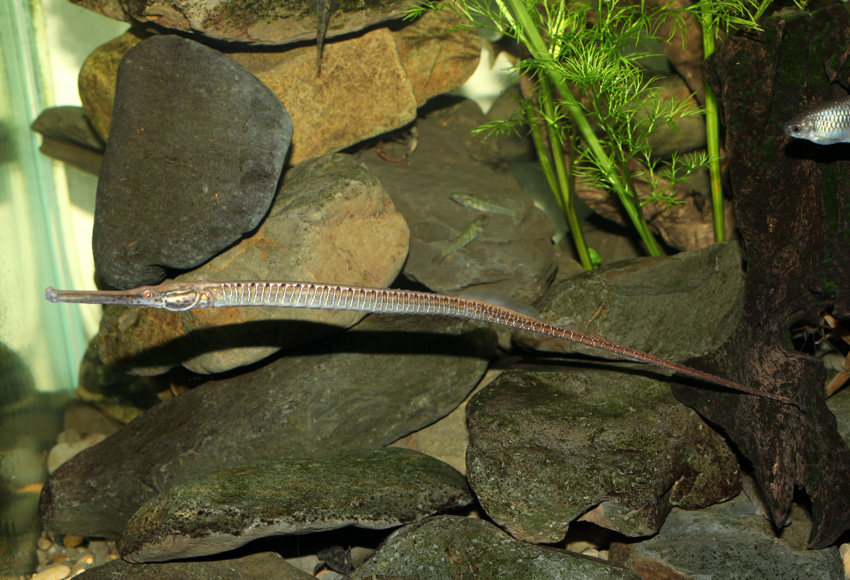 doryichthys boaja 宝珈枪吻海龙