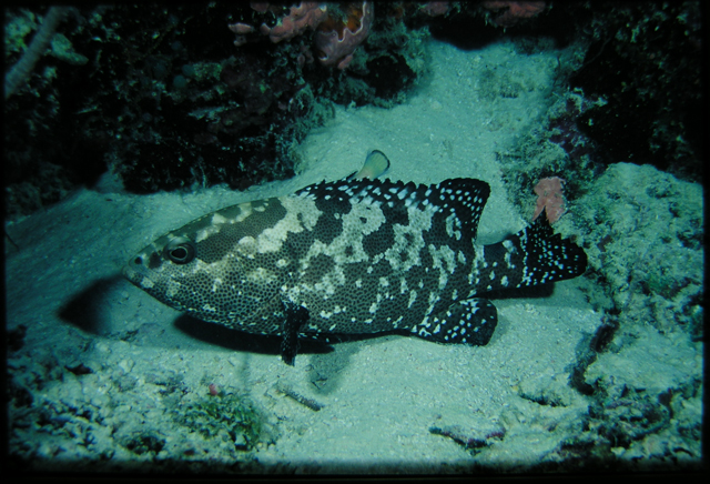 Epinephelus polyphekadion清水石斑魚