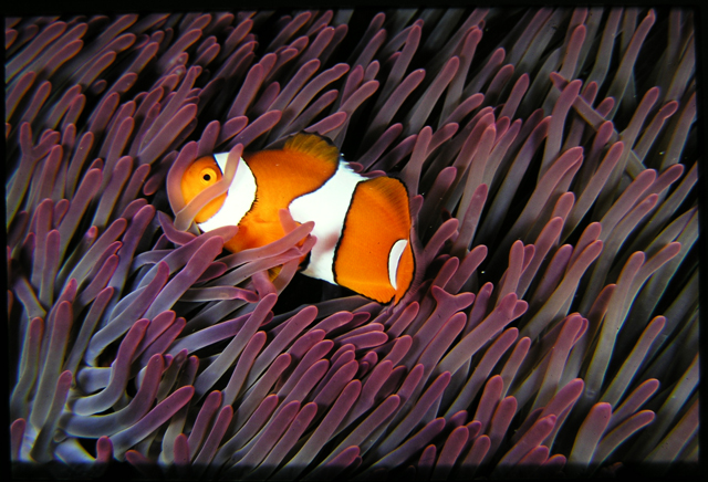 Amphiprion ocellaris眼斑雙鋸魚