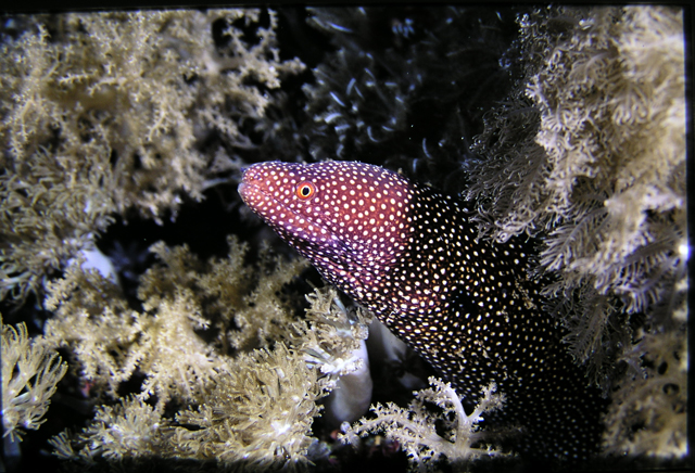 Gymnothorax meleagris白口裸胸鯙