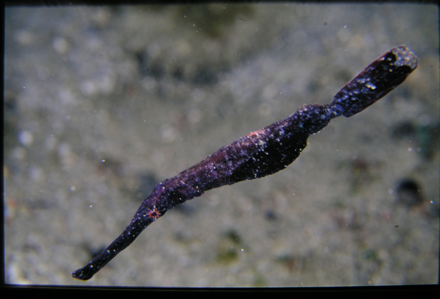 Solenostomus cyanopterus藍鰭剃刀魚