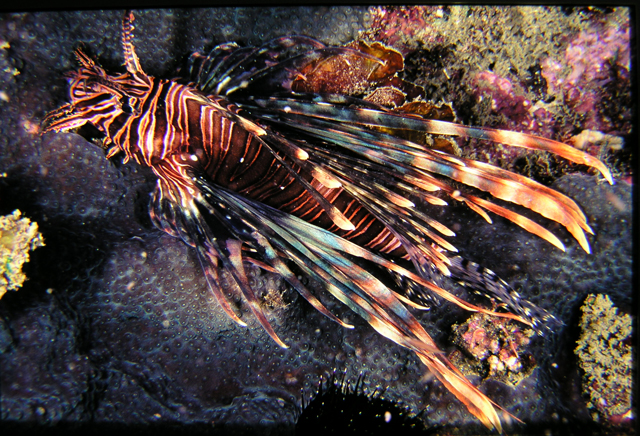 Pterois volitans魔鬼簑鮋