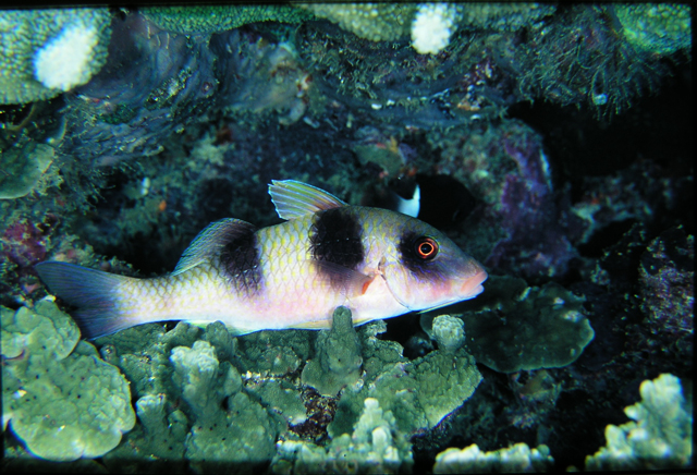 Parupeneus crassilabris粗唇海緋鯉
