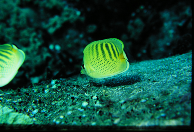 Chaetodon punctatofasciatus點斑橫帶蝴蝶魚