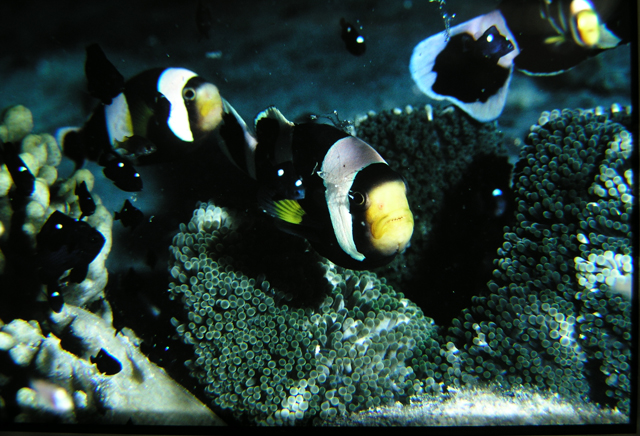 Amphiprion clarkii克氏雙鋸魚