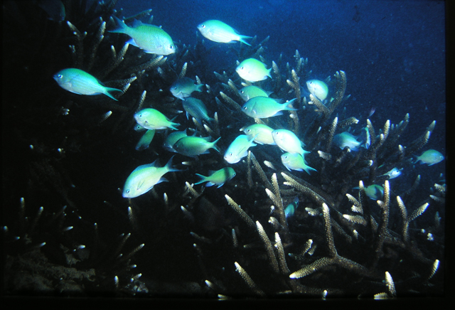 Chromis viridis藍綠光鰓雀鯛