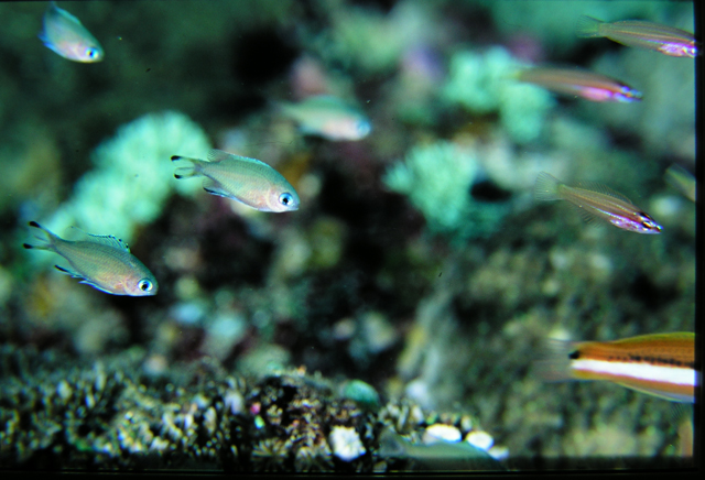 Chromis lepidolepis細鱗光鰓雀鯛