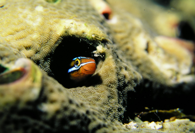 鳗鳚鱼百科图片