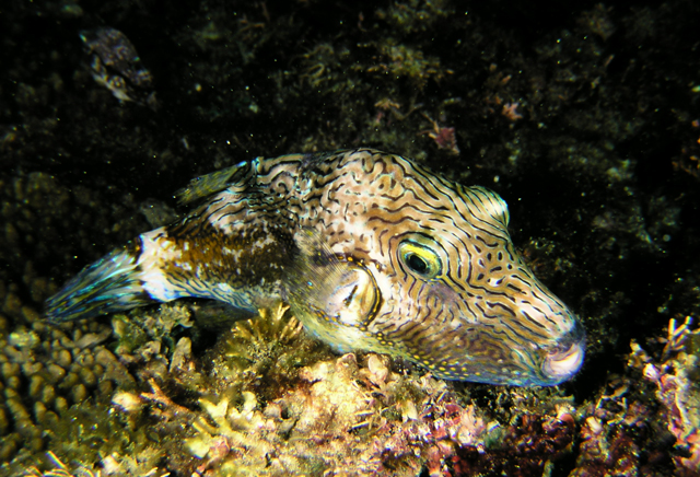 Canthigaster rivulata水紋尖鼻魨