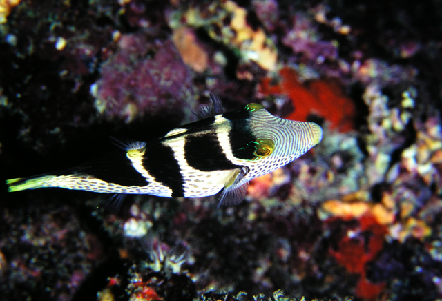 Canthigaster valentini瓦氏尖鼻魨