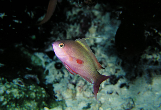 Pseudanthias squamipinnis絲鰭擬花鮨