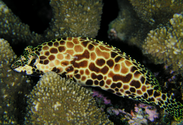 Epinephelus merra網紋石斑魚