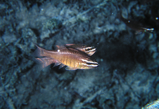 Ostorhinchus moluccensis摩鹿加鸚天竺鯛