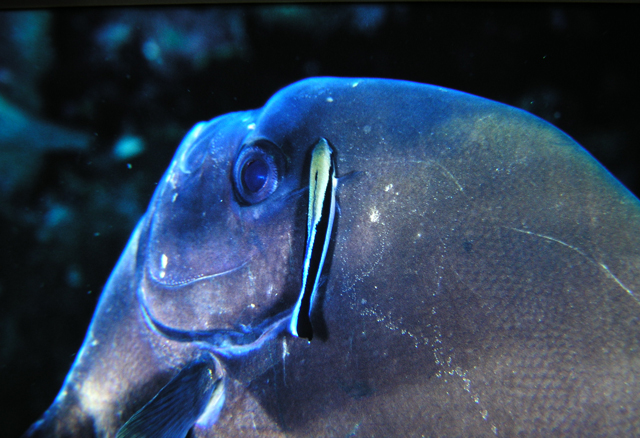 Labroides dimidiatus裂唇魚