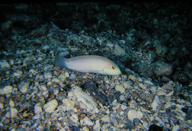 halichoeres trimaculatus 三斑海豬魚