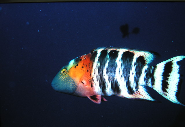 Cheilinus fasciatus橫帶唇魚