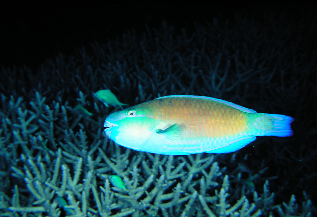 Chlorurus sordidus藍頭綠鸚哥魚