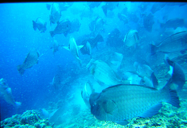 Bolbometopon muricatum隆頭鸚哥魚