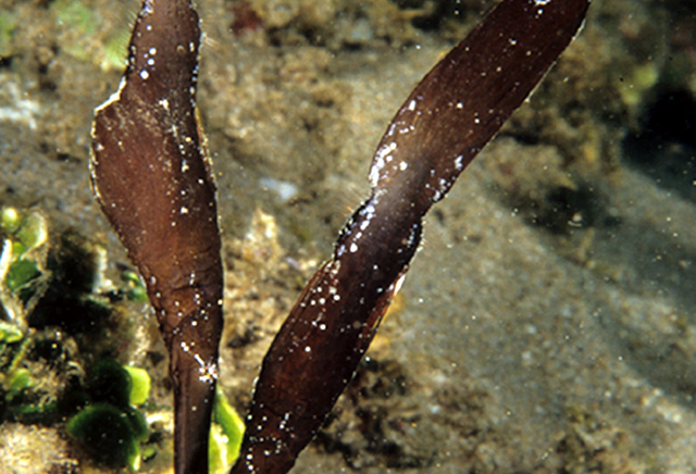 Solenostomus cyanopterus藍鰭剃刀魚