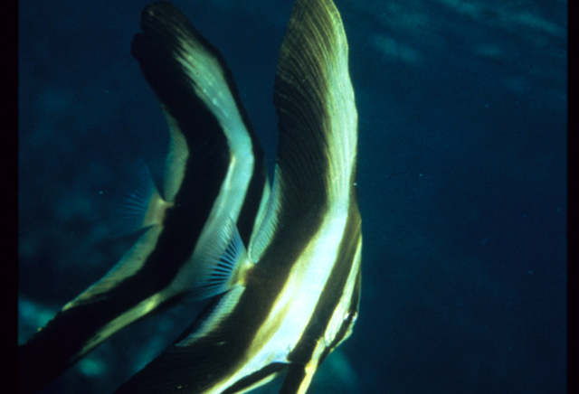 尖翅燕鱼图片